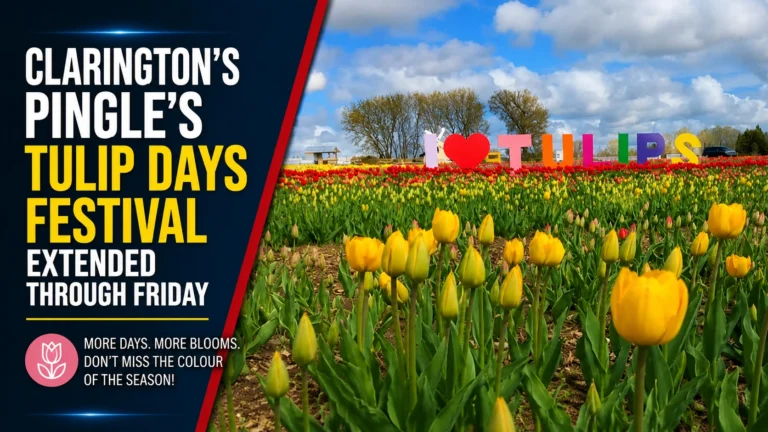 tulip days