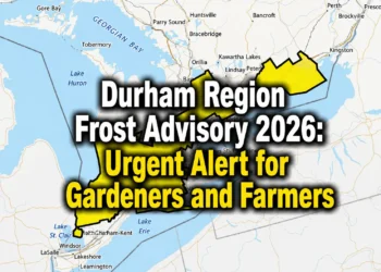 urgent alert