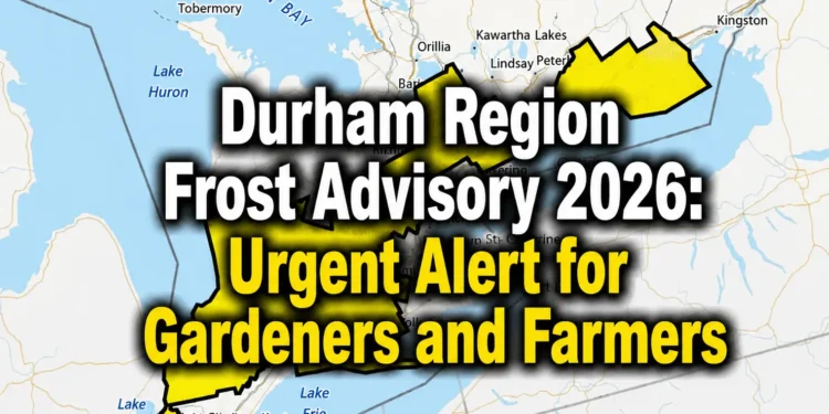 Durham Region Frost Advisory 2026: Urgent Alert for Gardeners and Farmers urgent alert