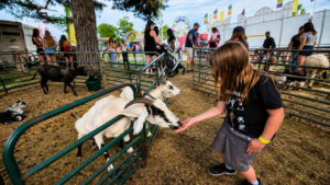 brooklyn fair petting zoo