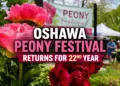 oshawa peony festival returns for 22nd year