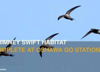 Chimney Swift Habitat Now Complete at Future Oshawa GO Station