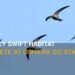 Chimney Swift Habitat Now Complete at Future Oshawa GO Station