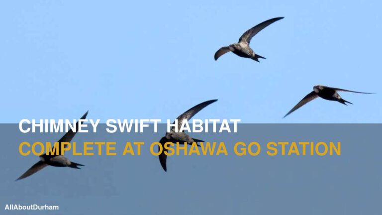 Chimney Swift Habitat Now Complete at Future Oshawa GO Station