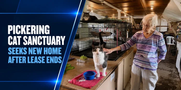 Pickering Cat Sanctuary Seeks New Home After Lease Ends
