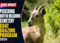 goat grazing