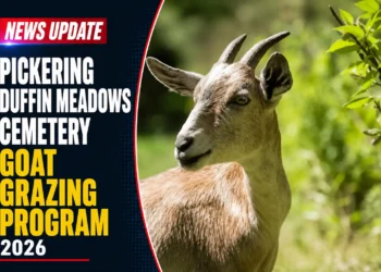 goat grazing