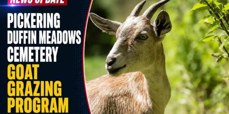 goat grazing