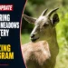 goat grazing