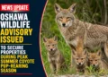 wildlife