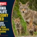wildlife