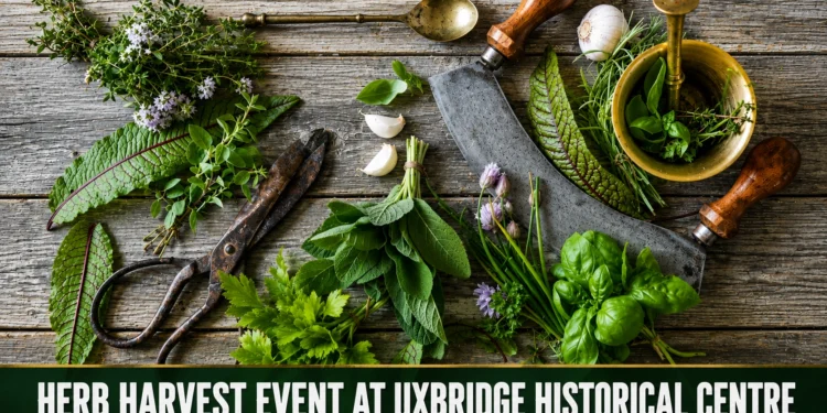 Herb Harvest Event Invites Visitors to Explore Heritage Gardening in Uxbridge herb harvest event at uxbridge historical centre