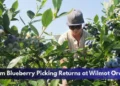 Durham Blueberry Picking Returns at Wilmot Orchards