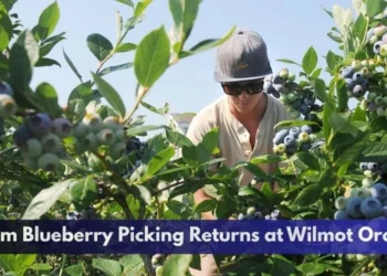 Durham Blueberry Picking Returns at Wilmot Orchards