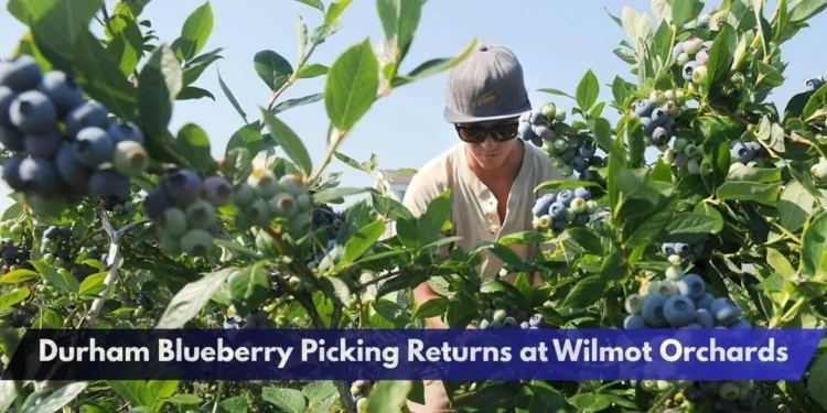 Durham Blueberry Picking Returns at Wilmot Orchards