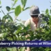 Durham Blueberry Picking Returns at Wilmot Orchards