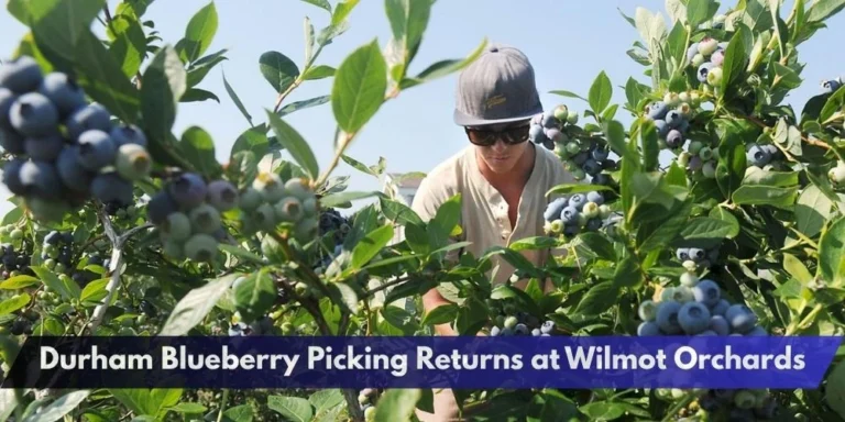 Durham Blueberry Picking Returns at Wilmot Orchards