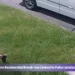 Durham Residential Break-Ins Linked to Fake Landscapers