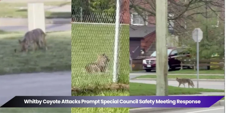whitby coyote attacks prompt special council safety meeting response
