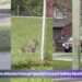 whitby coyote attacks prompt special council safety meeting response