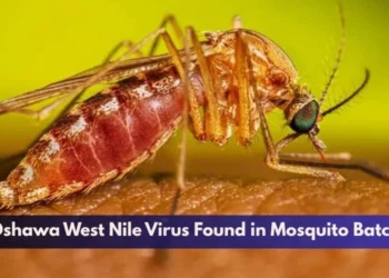 Oshawa West Nile Virus Found in Mosquito Batch
