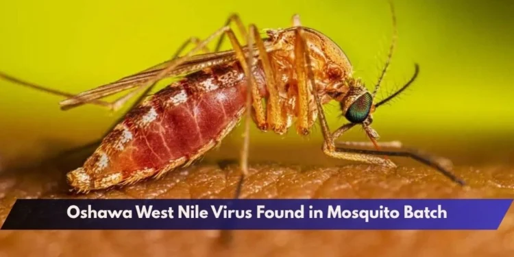 Oshawa West Nile Virus Found in Mosquito Batch