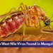 Oshawa West Nile Virus Found in Mosquito Batch