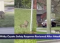 Whitby Coyote Safety Response Reviewed After Attacks