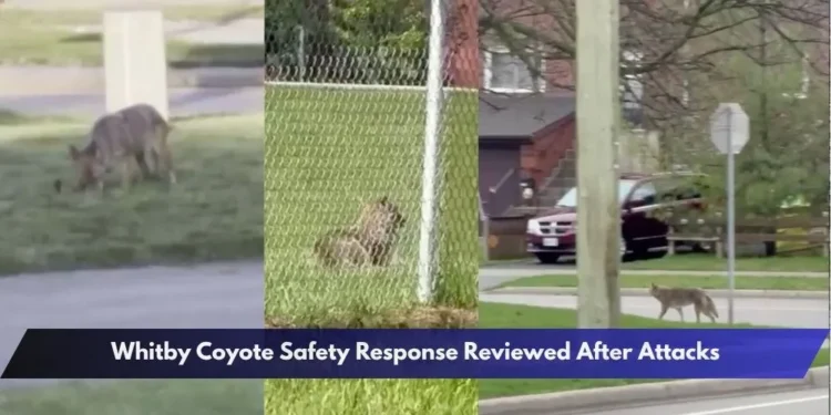 Whitby Coyote Safety Response Reviewed After Attacks