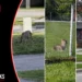 Whitby Deploys Emergency Wildlife Monitors Following 159 Coyote Sightings and Three Separate Child Attacks wildlife