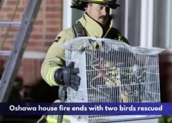 Oshawa house fire ends with two birds rescued