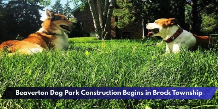 Beaverton Dog Park Construction Begins in Brock Township