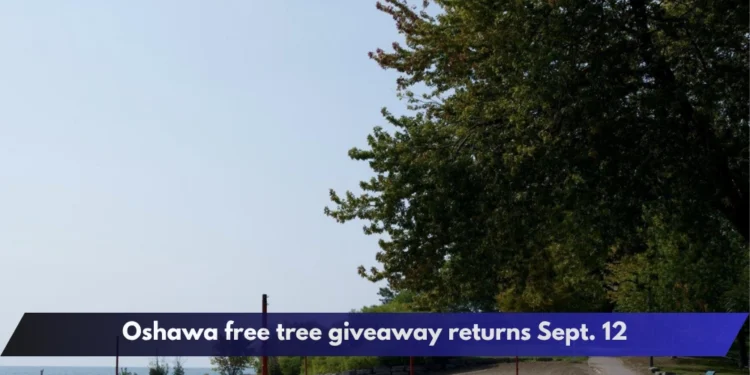 Oshawa free tree giveaway returns Sept. 12