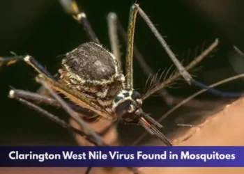 Clarington West Nile Virus Found in Mosquitoes Clarington West Nile Virus Found in Mosquitoes