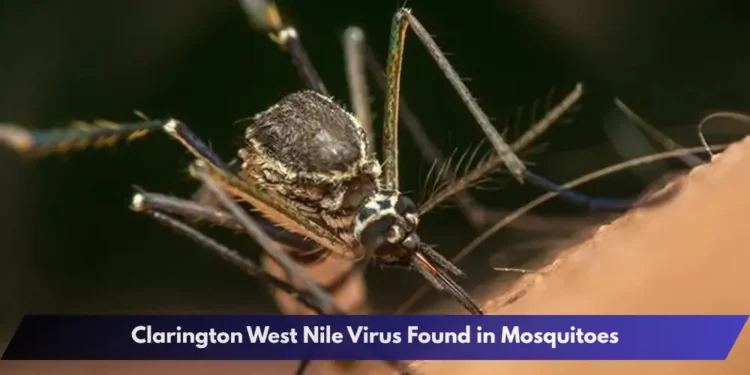 Clarington West Nile Virus Found in Mosquitoes