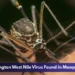 Clarington West Nile Virus Found in Mosquitoes