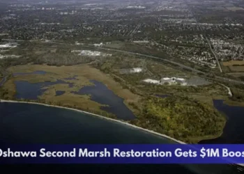 Oshawa Second Marsh Restoration Gets $1M Boost Oshawa Second Marsh Restoration Gets $1M Boost