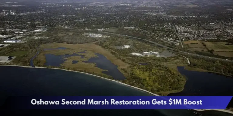 Oshawa Second Marsh Restoration Gets $1M Boost