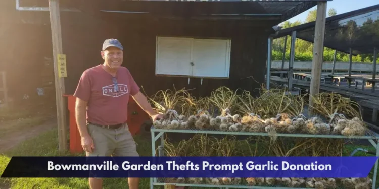 Bowmanville Garden Thefts Prompt Garlic Donation