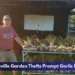 Bowmanville Garden Thefts Prompt Garlic Donation