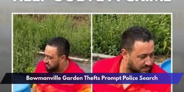 Bowmanville Garden Thefts Prompt Police Search