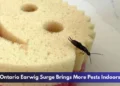 Ontario Earwig Surge Brings More Pests Indoors