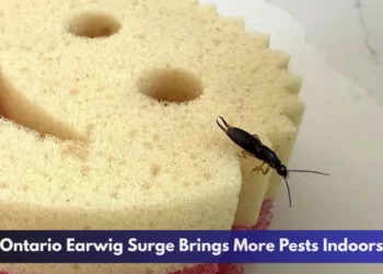 Ontario Earwig Surge Brings More Pests Indoors