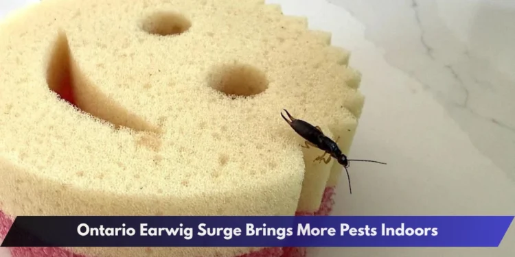 Ontario Earwig Surge Brings More Pests Indoors Ontario Earwig Surge Brings More Pests Indoors