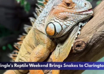 Pingle's Reptile Weekend Brings Snakes to Clarington
