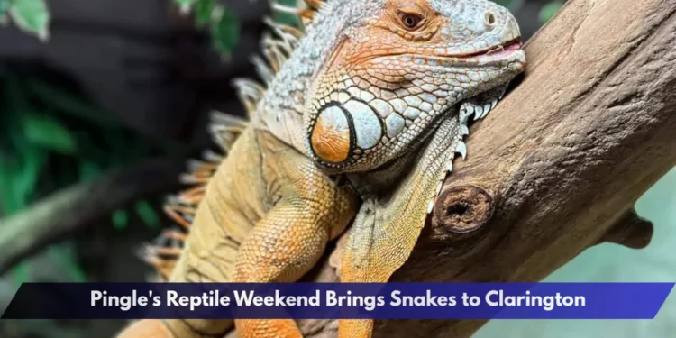 Pingle's Reptile Weekend Brings Snakes to Clarington