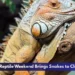 Pingle's Reptile Weekend Brings Snakes to Clarington Pingle's Reptile Weekend Brings Snakes to Clarington