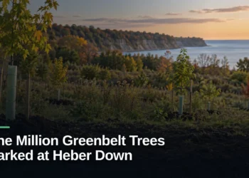 Original editorial featured image for: One Million Greenbelt Trees Marked at Heber Down