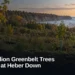 One Million Greenbelt Trees Marked at Heber Down Original editorial featured image for: One Million Greenbelt Trees Marked at Heber Down