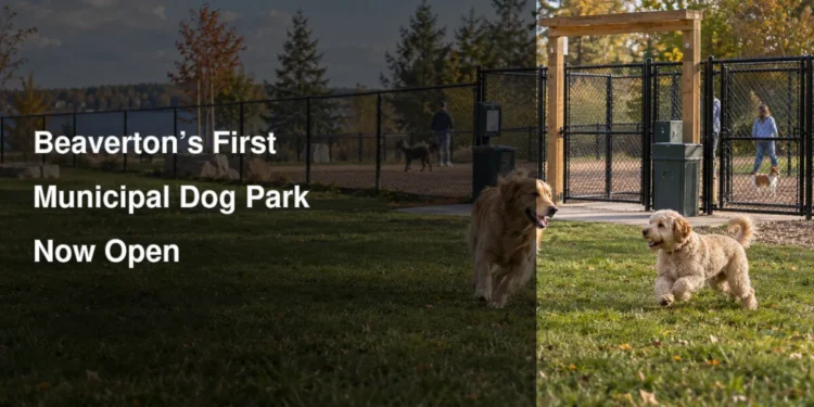 Fenced off-leash areas and dogs illustrating the new Beaverton dog park